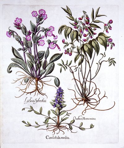 Kúszó bükköny, tavaszi bükköny és vörös tábor, a Hortus Eystettensistől, Basil Besler (1561-1629), pub. 1613 (kézzel színezett metszet) alkotó: German School
