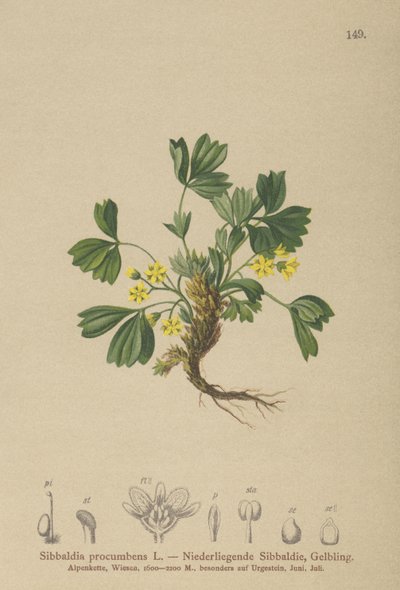 Kúszó Szibbaldia (Sibbaldia procumbens) alkotó: German School