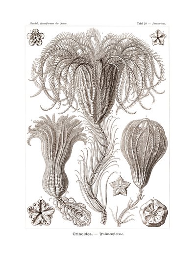 Crinoidea, 1899-1904 alkotó: German School