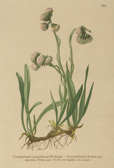 Cudweed (Gnaphalium Carpathicum) alkotó: German School