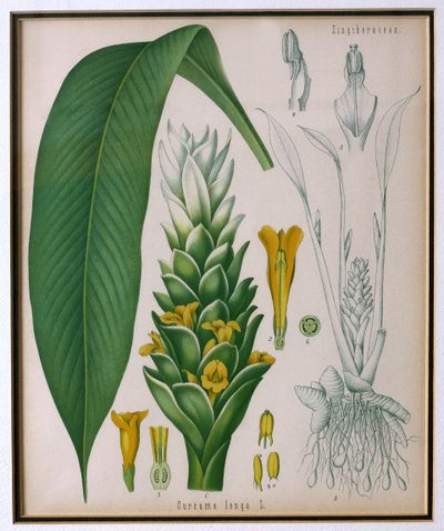 Curcuma longa (kurkuma) a Kohlers Gyógynövényekből, Franz Eugen Kohler alkotó: German School