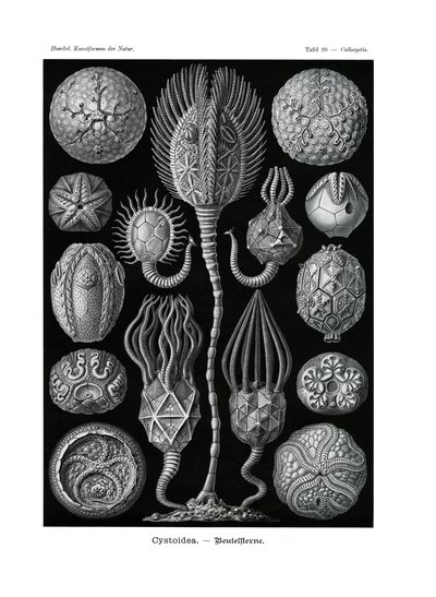 Cystoidea, 1899-1904 alkotó: German School