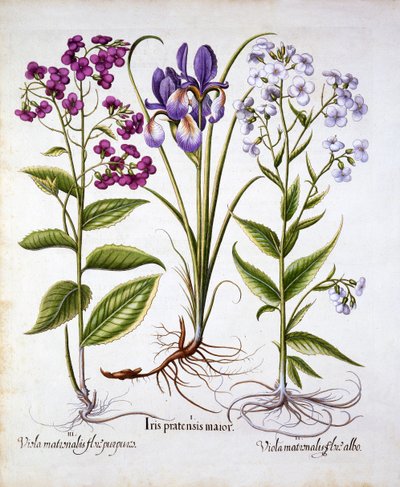 Dames Violet and a Field Iris, Hortus Eystettensis, Basil Besler (1561-1629), pub. 1613 (kézzel színezett metszet) alkotó: German School