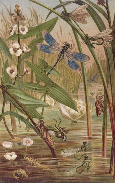 Damselfly Hatching, lemez Brehm