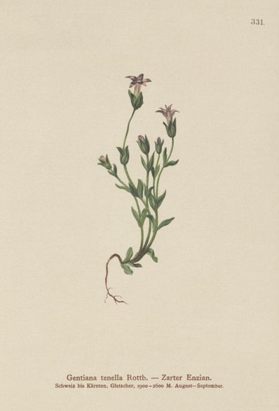 Dán törpe tárnics (Gentiana tenella, Gentianella tenella, Comastoma tenellum) alkotó: German School