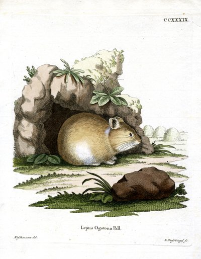 Durian Peacock (Kabured-metszet) alkotó: German School