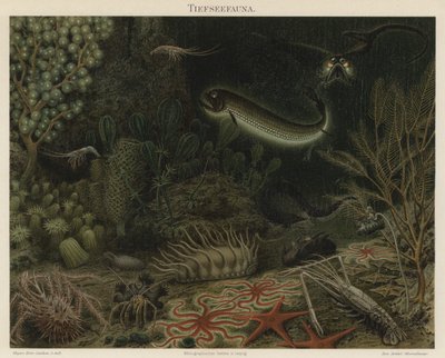 Mélytengeri fauna (színes litho) alkotó: German School