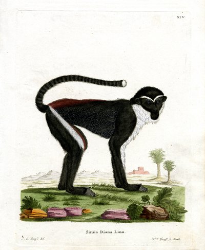 Diana Monkey (színes metszet) alkotó: German School