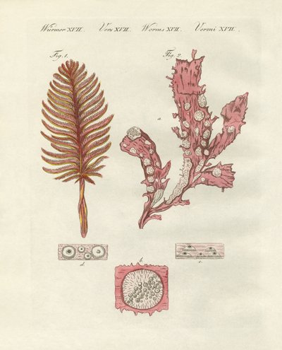 Különféle zoofiták vagy dísznövények (színes metszet) alkotó: German School