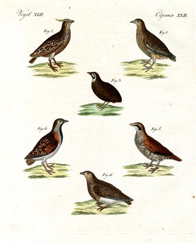 Különféle fürjfajták (színes gravírozás) alkotó: German School