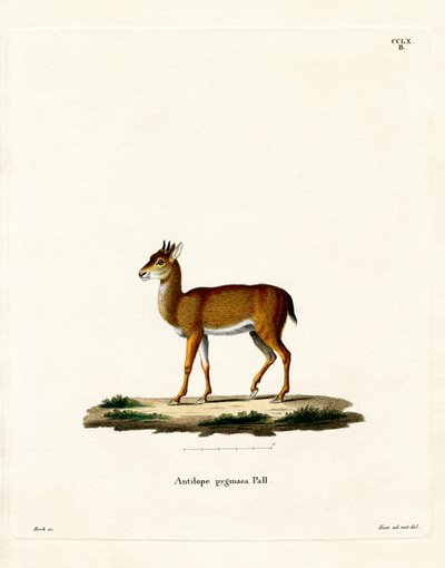 Dik-dik (színes metszet) alkotó: German School