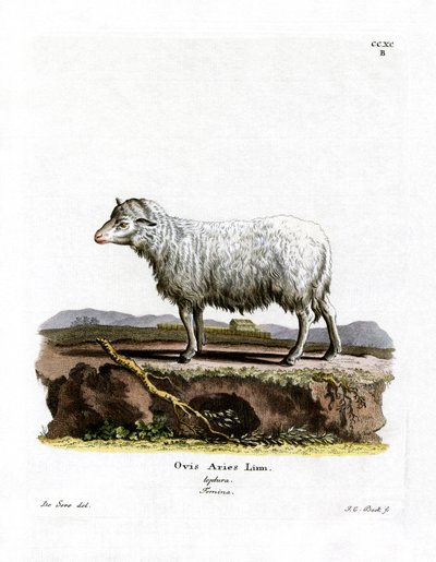 Házi juh (színes metszet) alkotó: German School