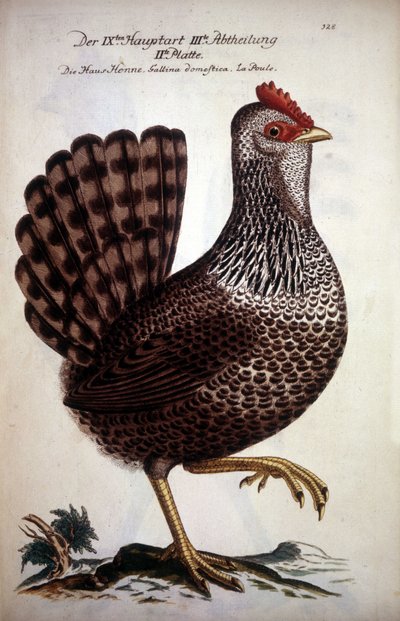 Házi tyúk - 18. századi német értekezés. alkotó: German School