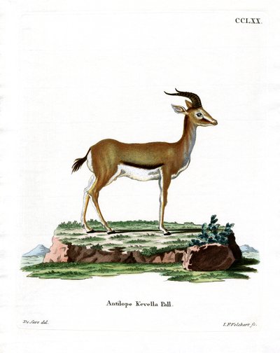 Dorcas Gazelle (színes metszet) alkotó: German School