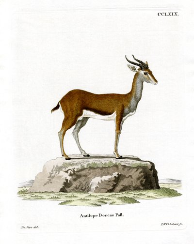Dorcas Gazelle (színes metszet) alkotó: German School