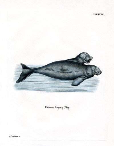 Dugong (színes metszet) alkotó: German School
