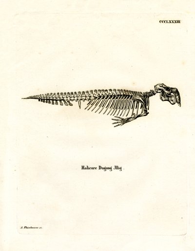 Dugong csontváz (színes metszet) alkotó: German School