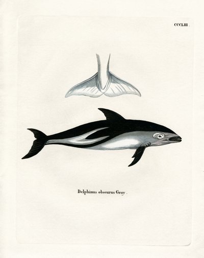 Dusky Dolphin (színes metszet) alkotó: German School