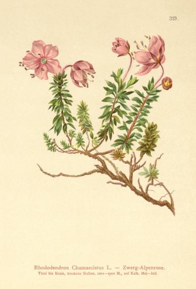 Törpe alpesi rózsa (Rhododendron Chamaecistus) alkotó: German School