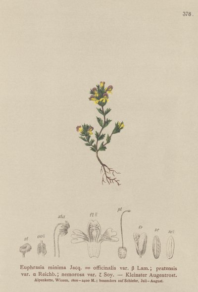 Dwarf Eyebright (Euphrasia minima, Euphrasia officinalis, Euphrasia pratensis var. nemorosa) alkotó: German School