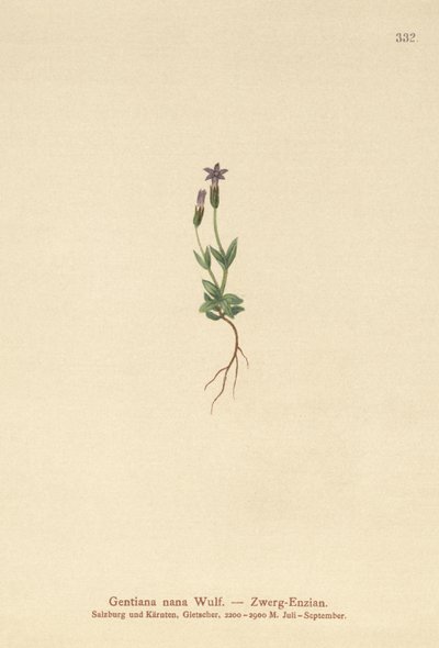 Törpe encián (Gentiana nana, Gentianella nana) alkotó: German School