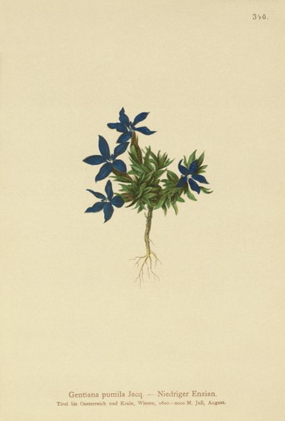 Törpe encián (Gentiana pumila) alkotó: German School