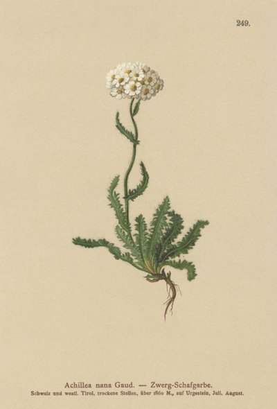 Törpe Milfoil alkotó: German School