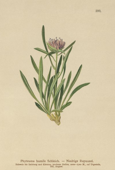 Törpe rampion (Phyteuma humile) alkotó: German School