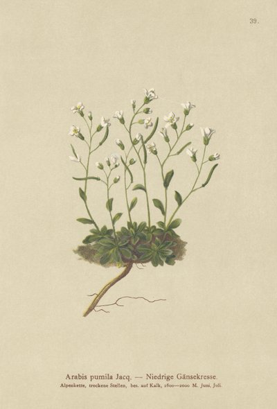 Törpe sziklatorma (Arabis pumila) alkotó: German School