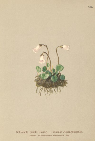 Törpe hóharang (Soldanella pusilla, Soldanella alpicola) alkotó: German School