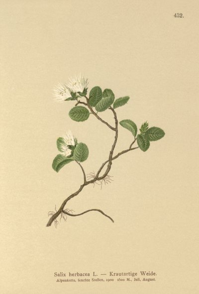 Törpefűz (Salix herbacea) alkotó: German School