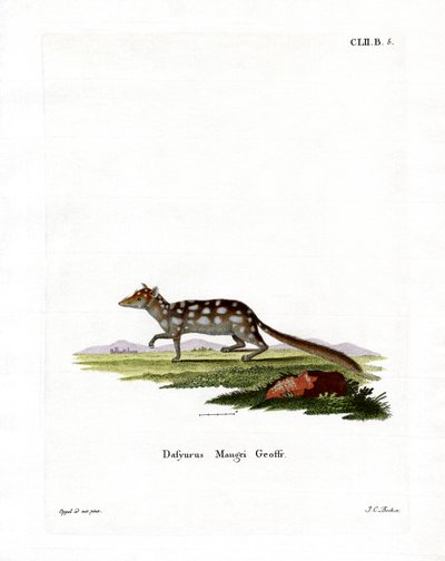 Keleti Quoll (színes metszet) alkotó: German School