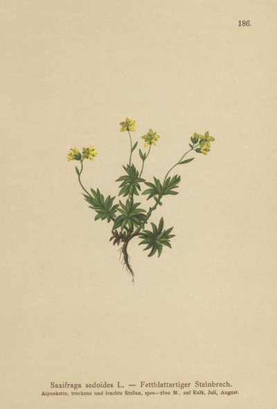 Keleti szász (Saxifraga sedoides) alkotó: German School