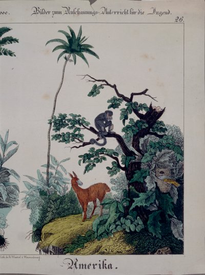 Oktatási poszter Dél-Amerika növény- és állatvilágával, jobb oldalon, F. Wentzel, Weissenburg, 1840 (lásd még: 379941) alkotó: German School