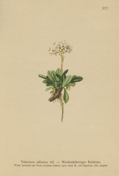 Egészlevelű Valerian alkotó: German School
