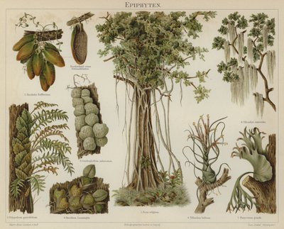 Epifiták (színes litho) alkotó: German School