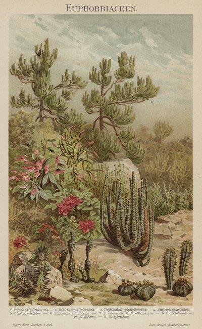 Euphorbias (színes litó) alkotó: German School