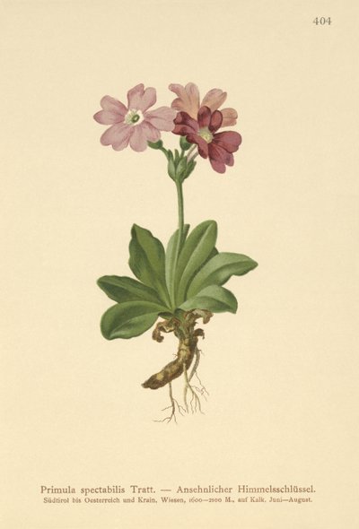 Európai alpesi kankalin (Primula spectabilis, Auriculastrum primula) alkotó: German School