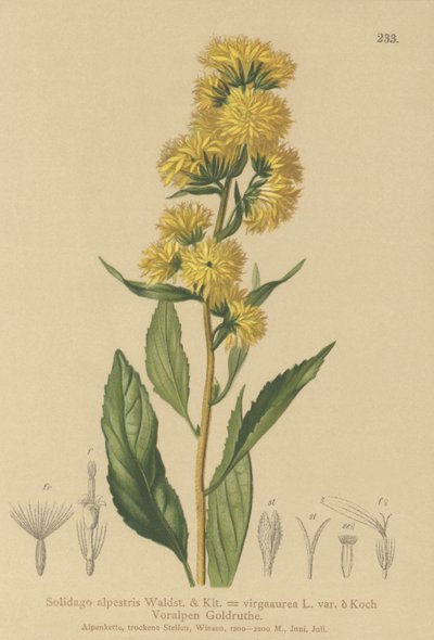 Európai aranyvessző (Solidago alpestris, Solidago virgaaurea, Solidago virgaurea) alkotó: German School