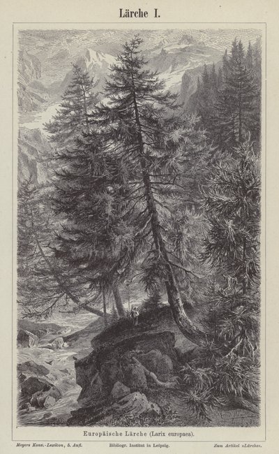 Európai vörösfenyő (metszet) alkotó: German School
