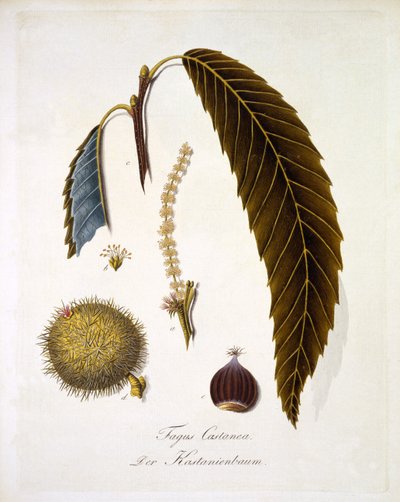 Fagus Castanea, Johann Daniel von Reitter „Átfogó munkája minden fafajról” című művéből, 1803-2005 között (színes metszet) alkotó: German School