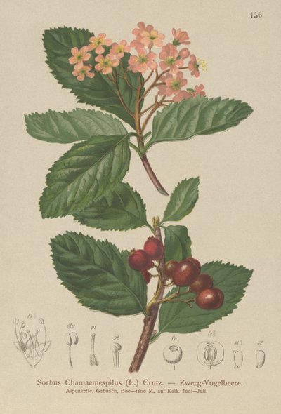 Hamis naspolya (Sorbus chamaemespilus) alkotó: German School