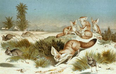 Fennec Fox, lemez a "Brehms Tierleben: Allgemeine Kunde des Tierreichs"-ből, 2. kötet, 202. o., kiadó: Bibliographisches Institut alkotó: German School