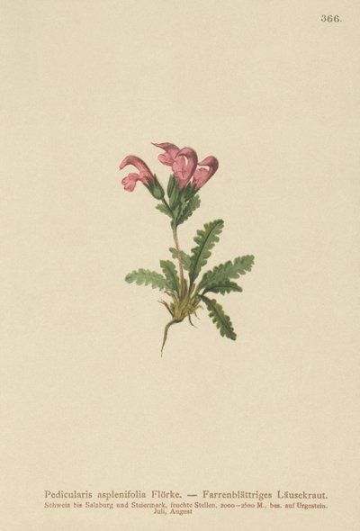 Páfránylevelű tetű (Pedicularis asplenifolia) alkotó: German School