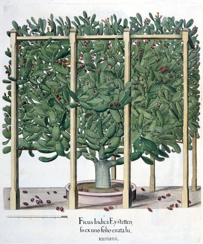 Ficus indica eystettensis, a Hortus Eystettensisből, Basil Besler (1561-1629), pub. 1613 alkotó: German School