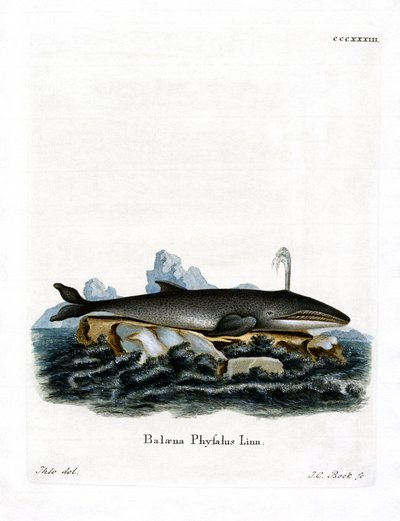 Fin Whale (színes metszet) alkotó: German School