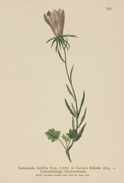 Lenlevelű harangvirág (Campanula linifolia, Campanula Carnica) alkotó: German School