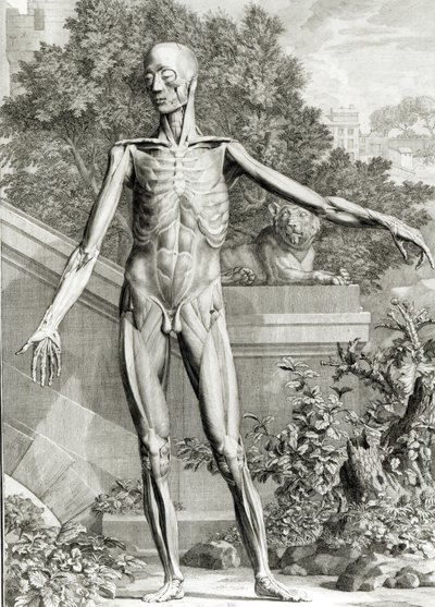 Lenyírt test, Bernard Siegfried Albinus (1697-1770) A csontváz és az emberi test izmai táblázataiból, 1747 alkotó: German School
