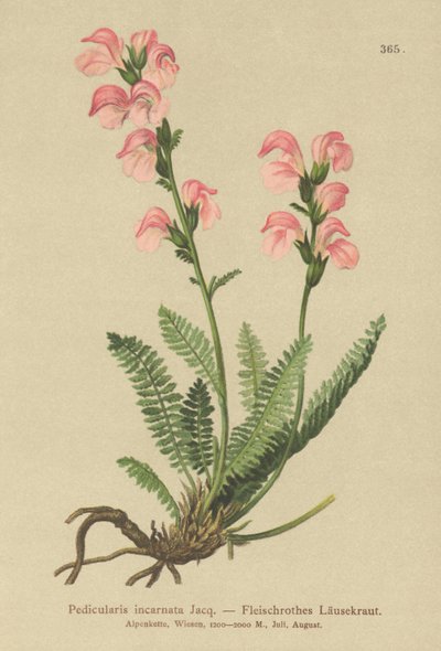 Hús rózsaszín tetű (Pedicularis incarnata) alkotó: German School