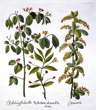Lánc és galagonya, a Hortus Eystettensisből, Basil Besler (1561-1629), pub. 1613 (kézzel színezett metszet) alkotó: German School